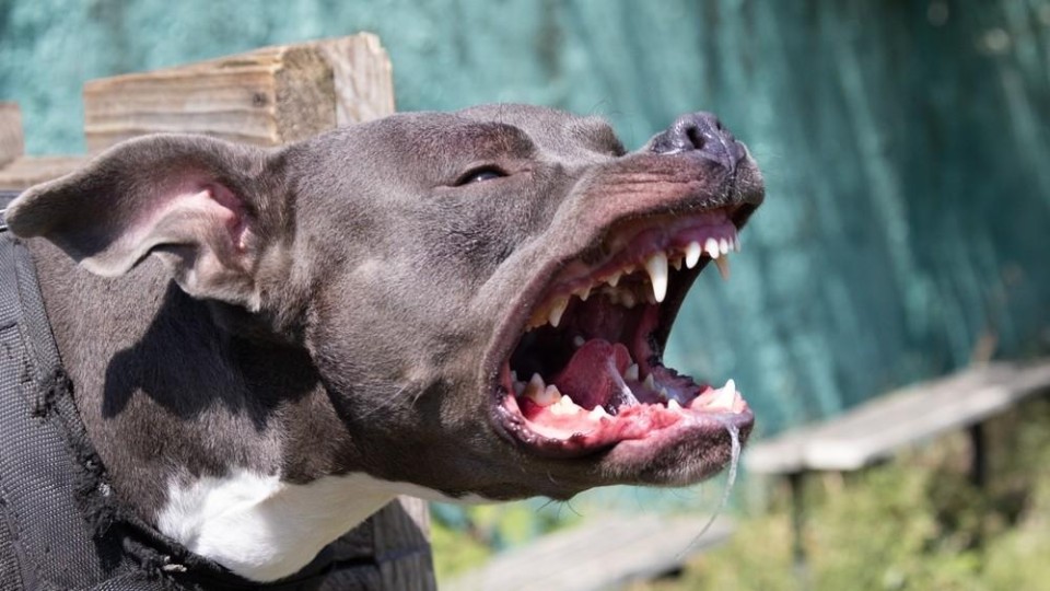 Agresseive hond