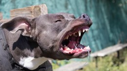 Omgaan met burgers in de weerstand