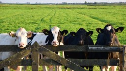 Stikstofplannen verre van voldoende