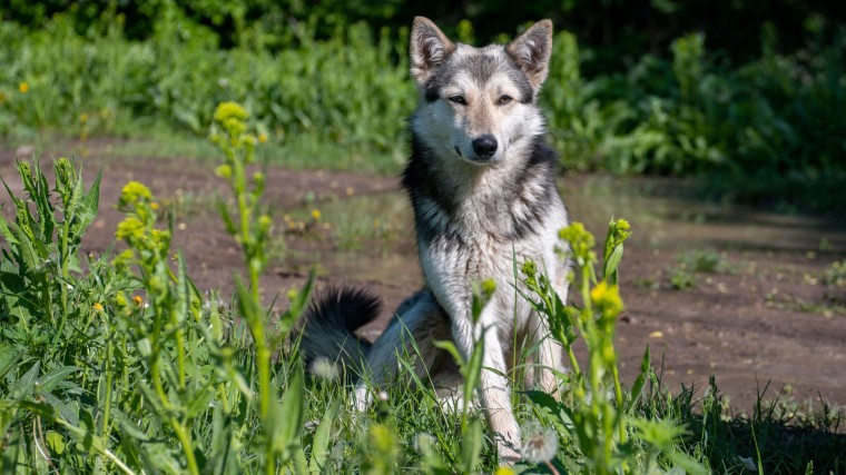 Niet wolf, maar hond zit achter alpaca-aanval