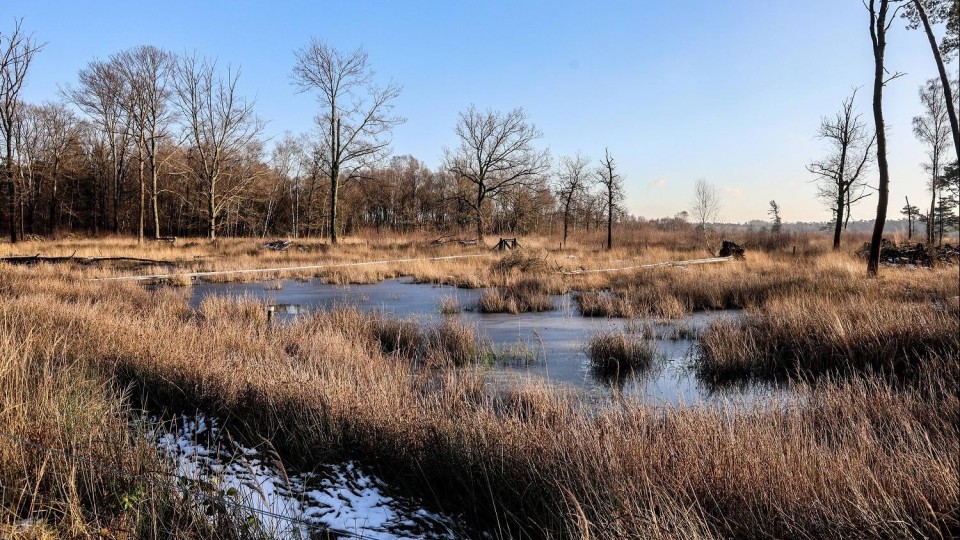 Het Wooldse Veen bij Winterswijk.