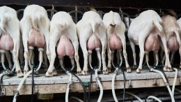 Geen landelijk moratorium voor geitenhouderijen