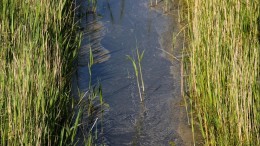 Strenger optreden Hoogheemraadschap Delfland oogst effect