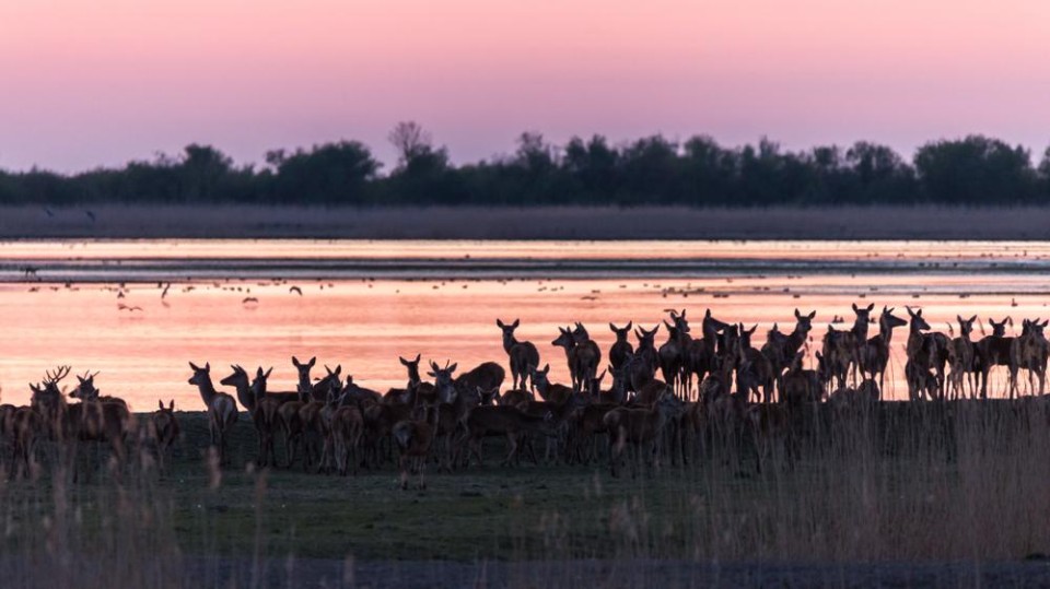 Edelherten bij de Oostvaardersplassen