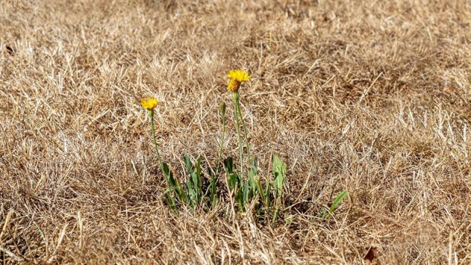 Droogte met bloemen