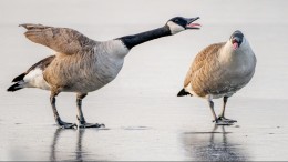 Tientallen miljoenen meer nodig voor voor faunaschade