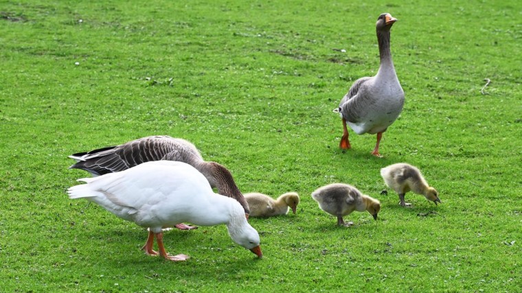 Doden ganzen Zuid-Holland kan deels doorgaan