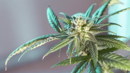 Alleen gereguleerde wiet bij wietexperiment in 10 gemeenten