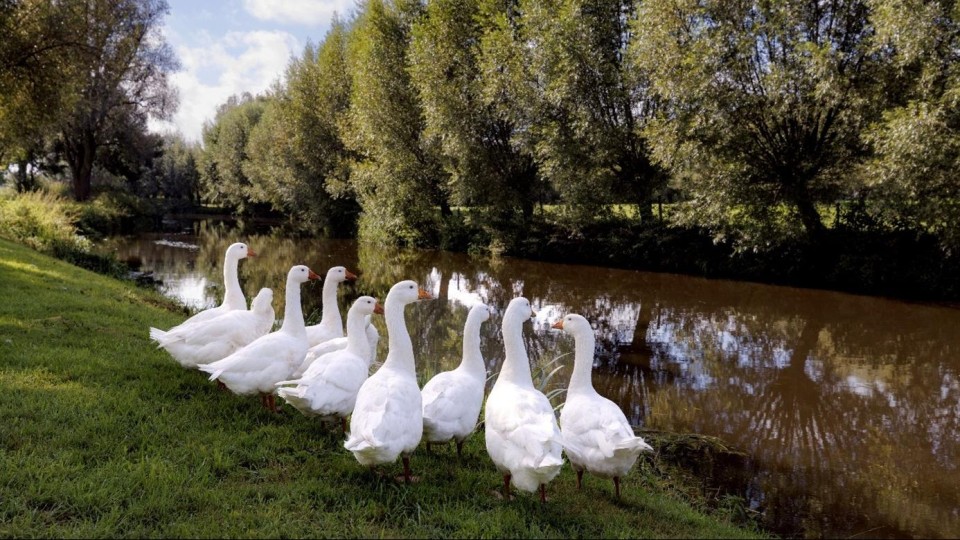 Waterlozing in de rivier de Dommel