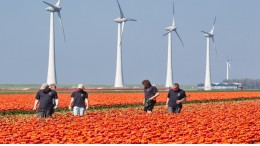 Weinig concrete resultaten na advies over arbeidsmigranten