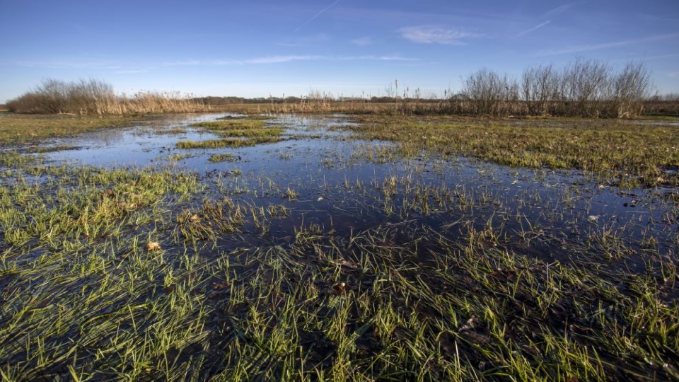 Ondergelopen grasland bij het Gasterensche Diep