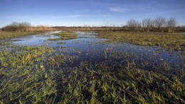 Ruil eens een Drents moeras