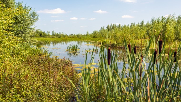 RvS: provincie mag Natuur Netwerk Brabant niet verkleinen