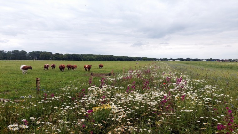 Landbouwbedrijf Tilburg: buitengebied aantrekkelijk en biodivers maken