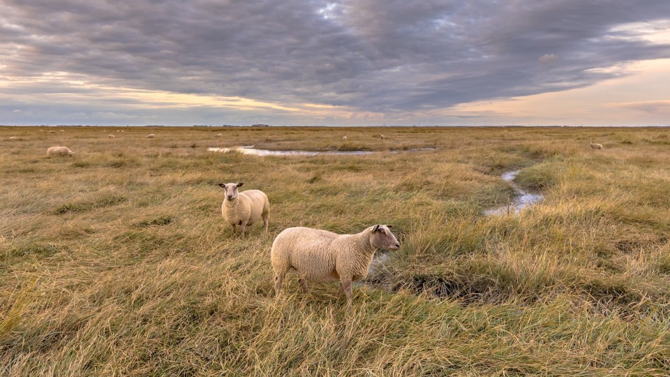 hedwigepolder