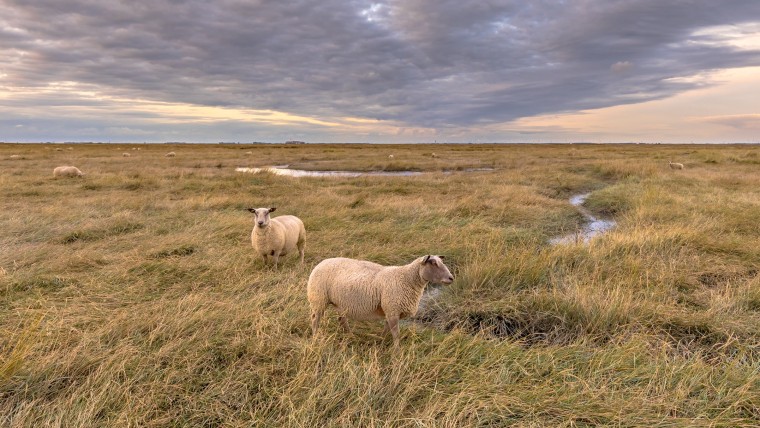 Hedwigepolder kan definitief onder water