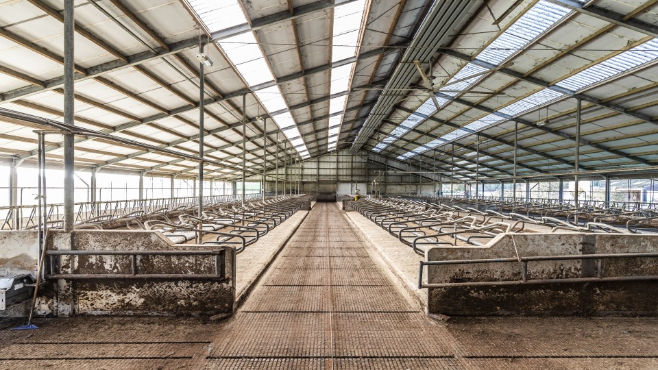De lege koeienstal vorig jaar van een in Weert in Limburg uitgekochte veehouder.