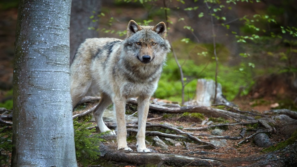 Wolf