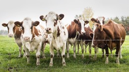 Provincies: binnen een jaar rigoureus stikstofplan