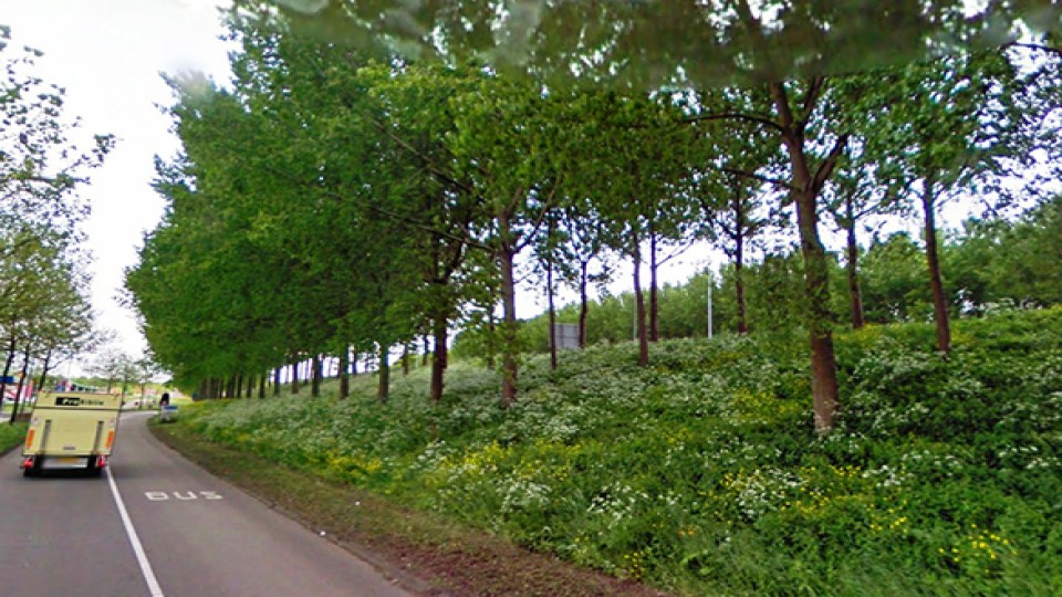 bomen-langs-weg.jpg