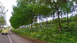 Onderzoek: welke bomen helpen ons het best?