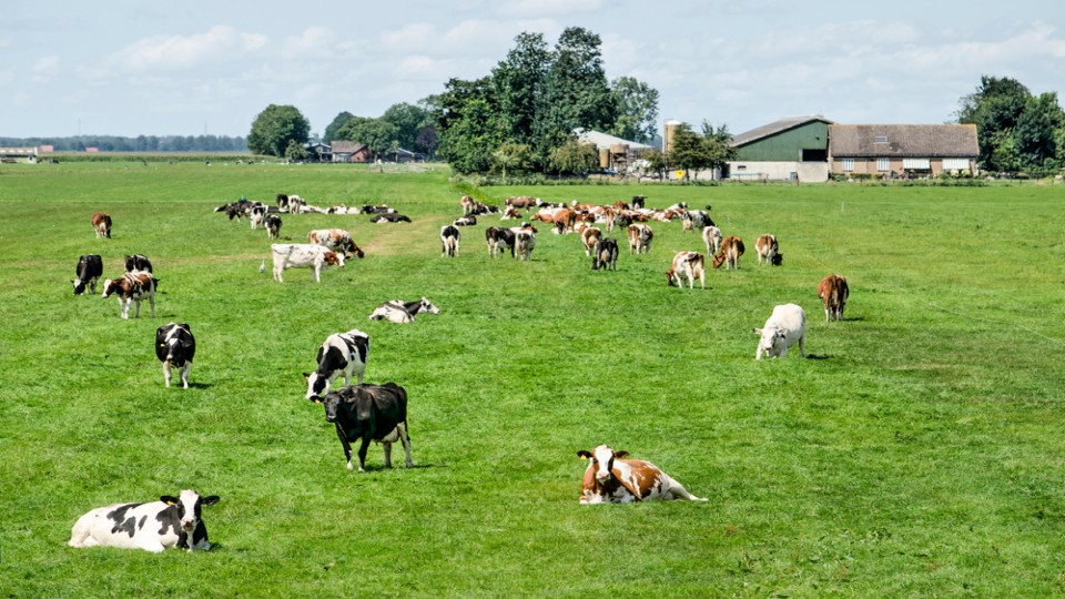 Een weiland met koeien bij Kamperzeedijk in Overijssel.