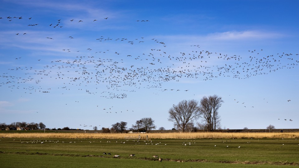 Ganzen bij het Noord-Hollandse Oosthuizen, afgelopen maart.