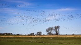 Jagers stoppen met ganzenjacht in Friesland