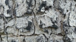 Hardhout verbindt Suriname met Amsterdam