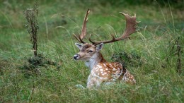 Gemeente wil haar damherten houden, maar ziet af van rechtszaak