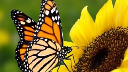 Het prijskaartje van natuurmonitoring