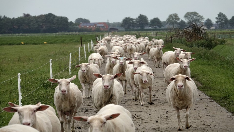 Foto: ANP / Hollandse Hoogte / Fred Hoogervorst