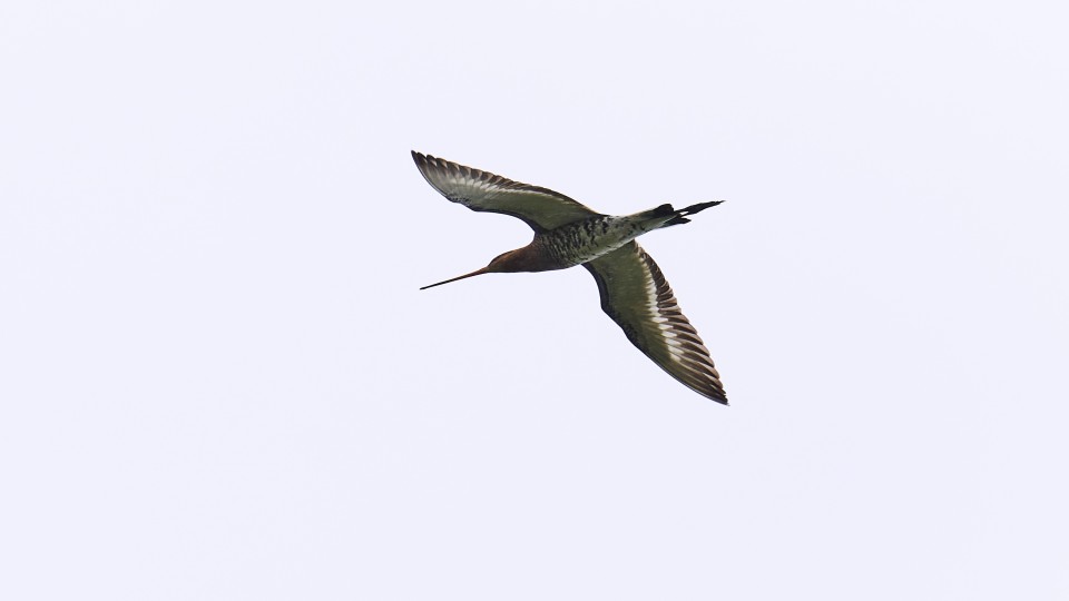 Een grutto vliegt boven een veenweidegebied in Krimpenerwaard in Zuid-Holland.
