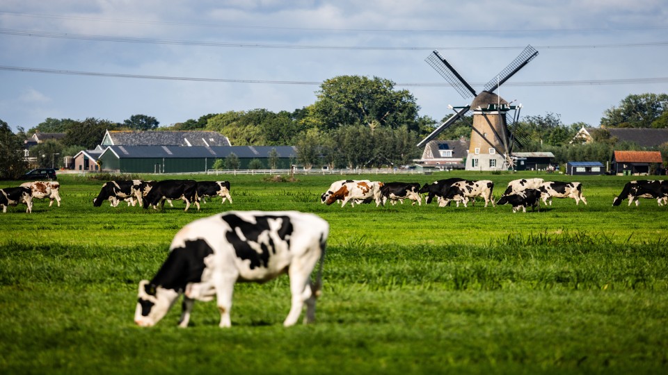 Koeien grazen in de buurt van het Zuid-Hollandse dorp Ottoland.
