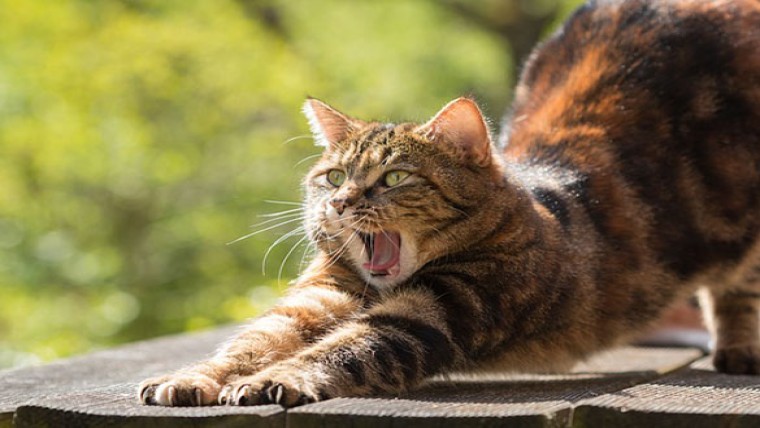 Friesland mag zwerfkatten blijven afschieten