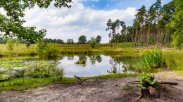Hersteloperatie voor natuur op de Veluwe